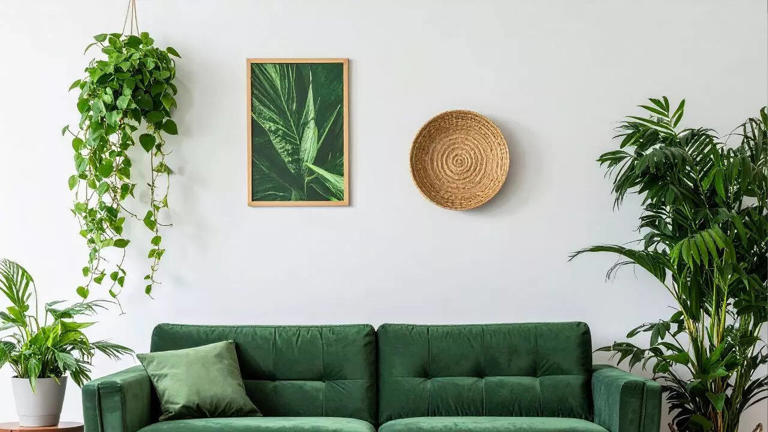These indoor plants can bring wealth as per feng shui
