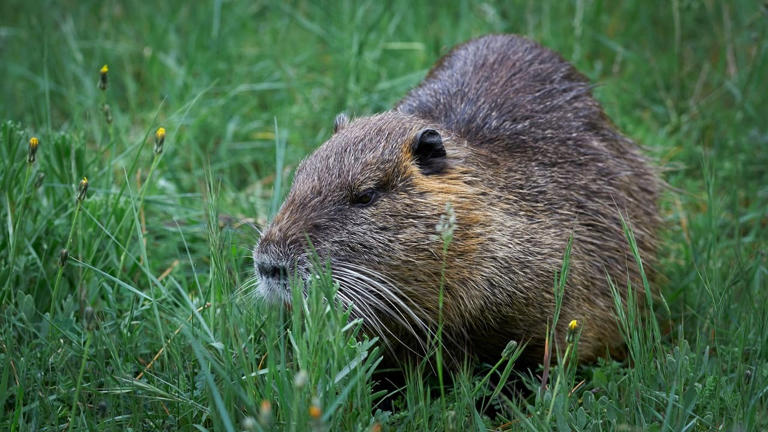 J'ai un ragondin dans mon jardin, comment faire pour le chasser