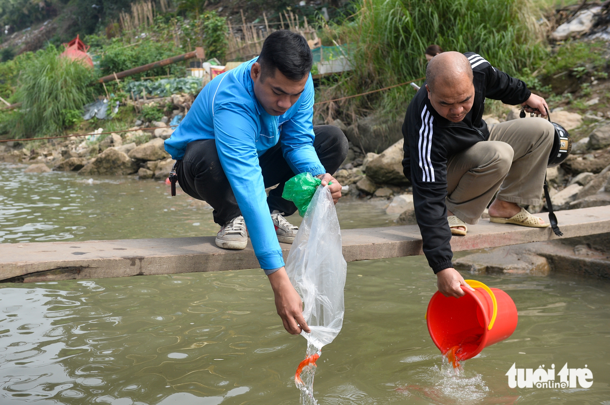 Thả cá chép không thả túi ni lông