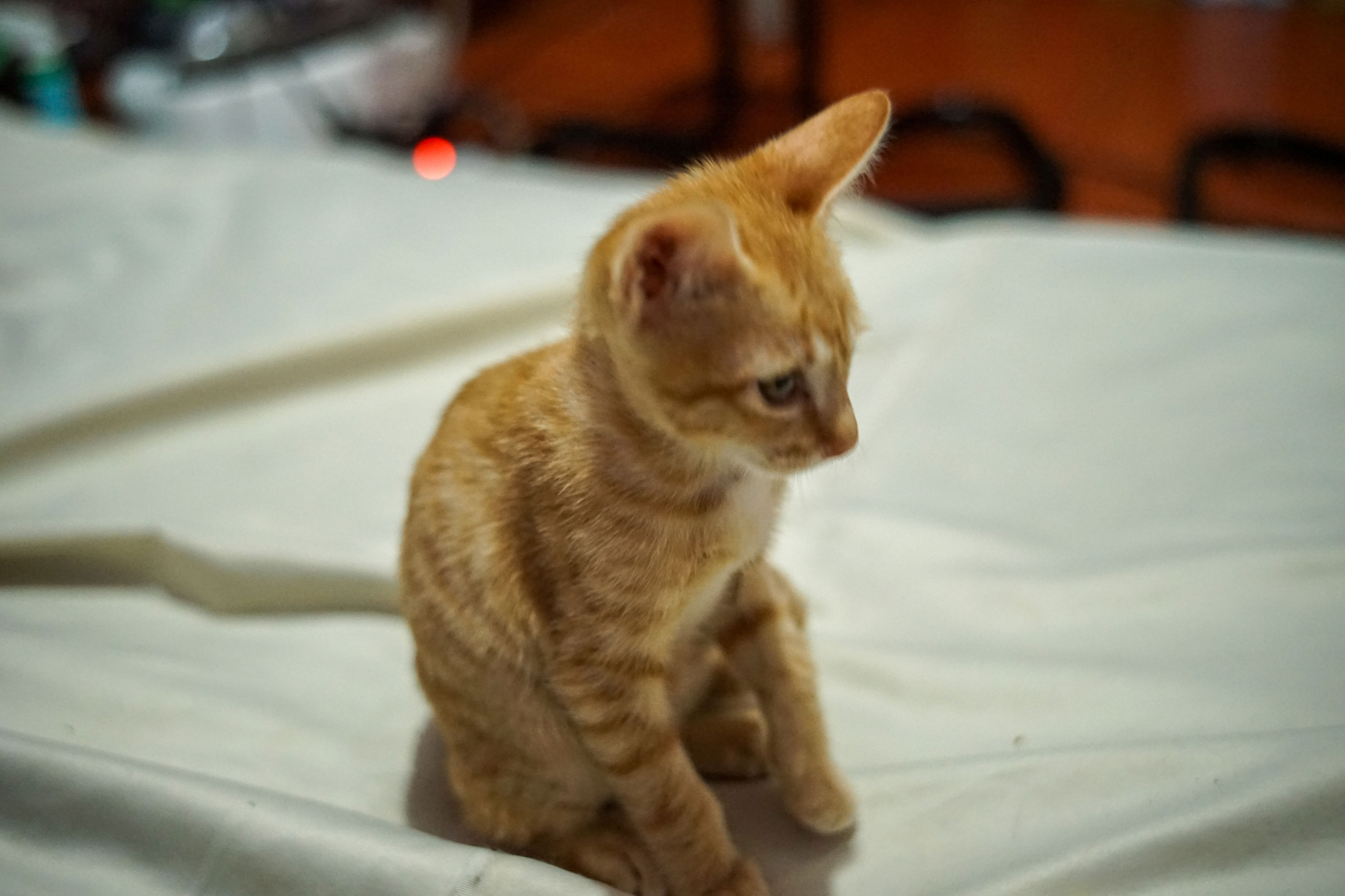 Kitten saved from busy street—what fosterer sees 48 hours later goes viral