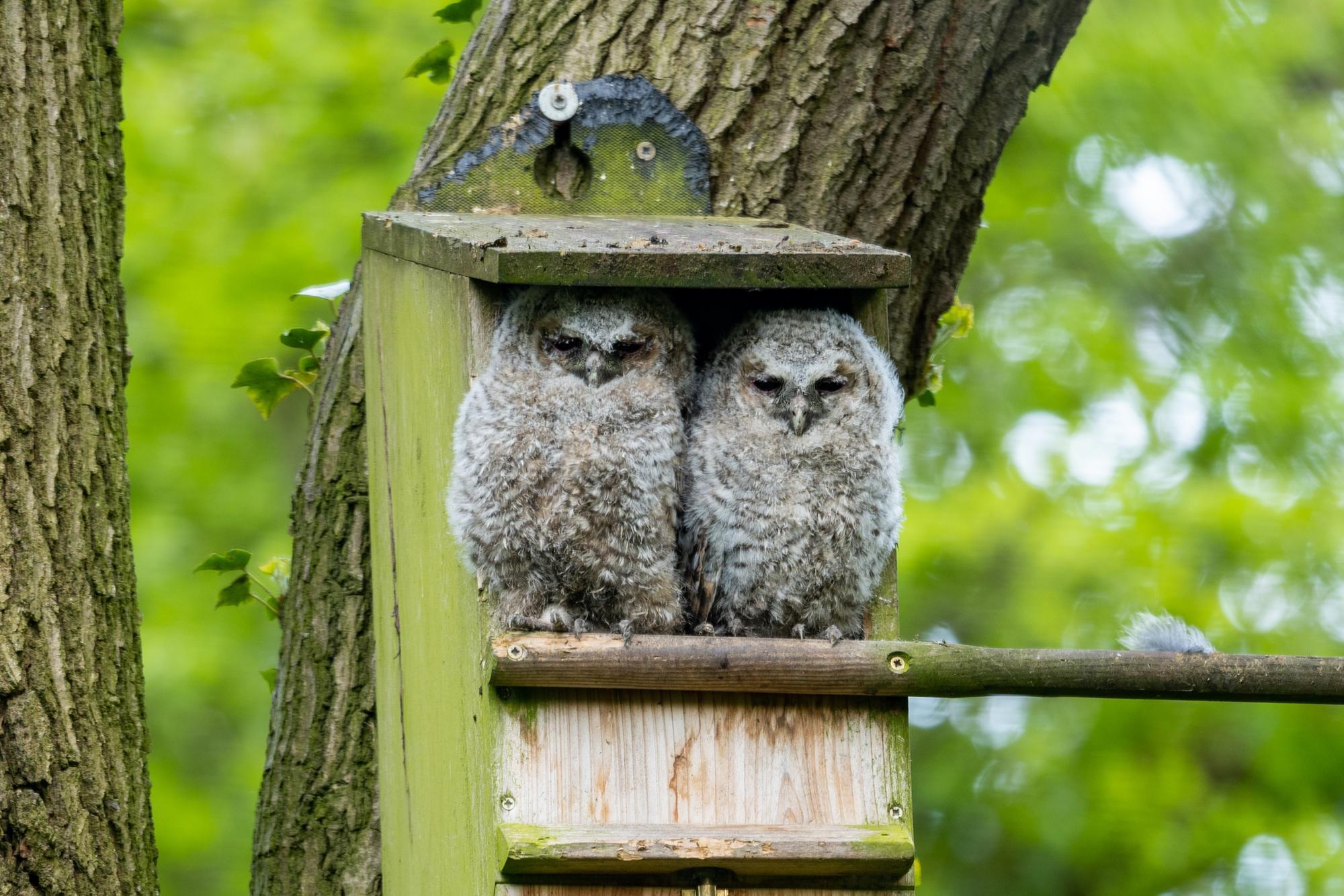 Boxing clever for early birds this Valentine’s Day