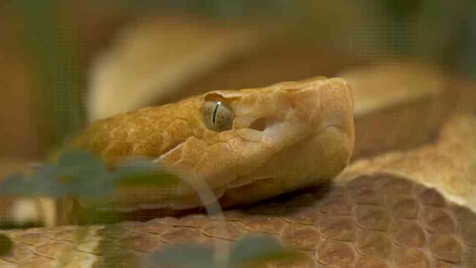 These snakes evolved to be deadlier - and took over an entire island