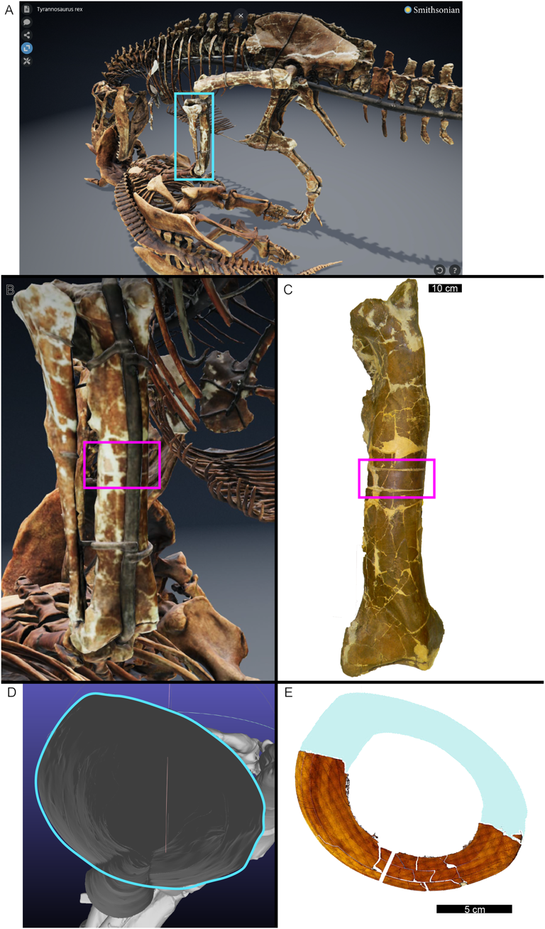 New study suggests the T-Rex dinosaur grew in a very different way than ...