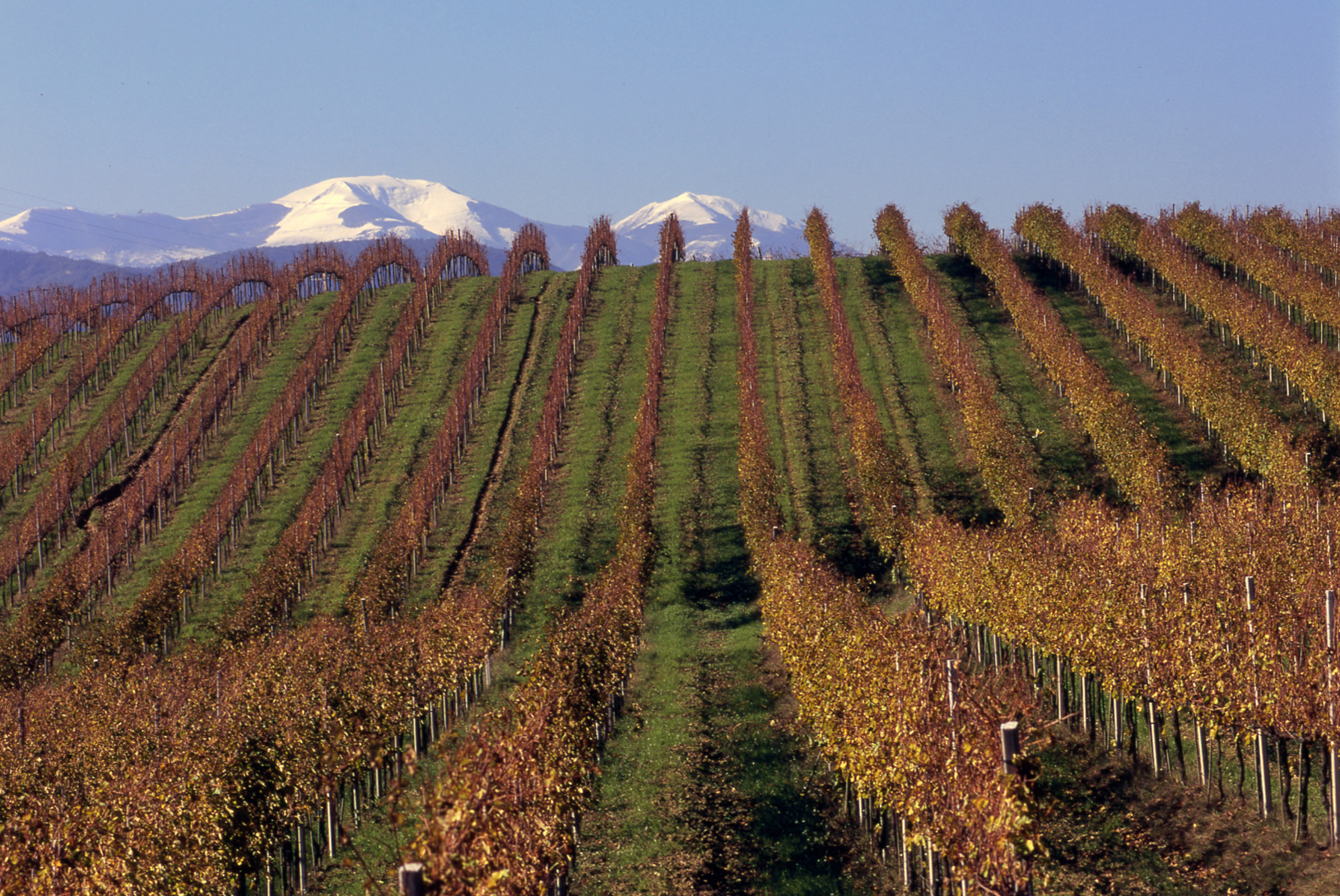 All'asta Moncaro, la più grande cooperativa vitivinicola delle Marche
