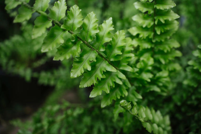 Bathroom condensation driving you mad? Experts recommend a Boston fern
