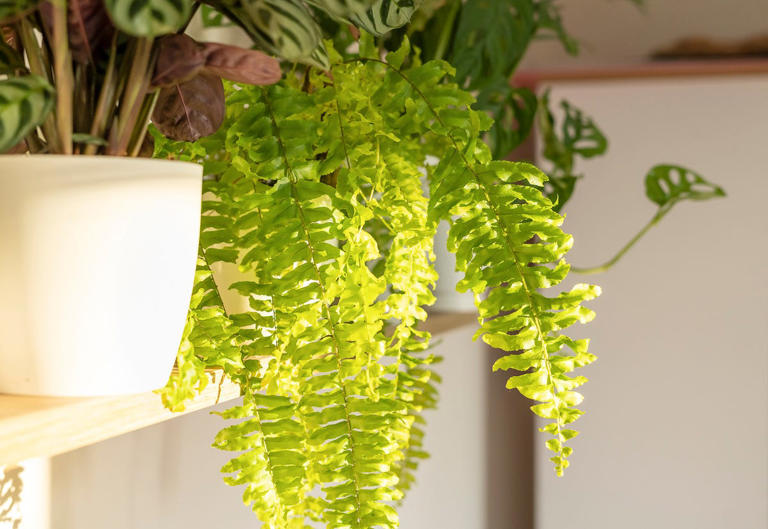 Bathroom condensation driving you mad? Experts recommend a Boston fern