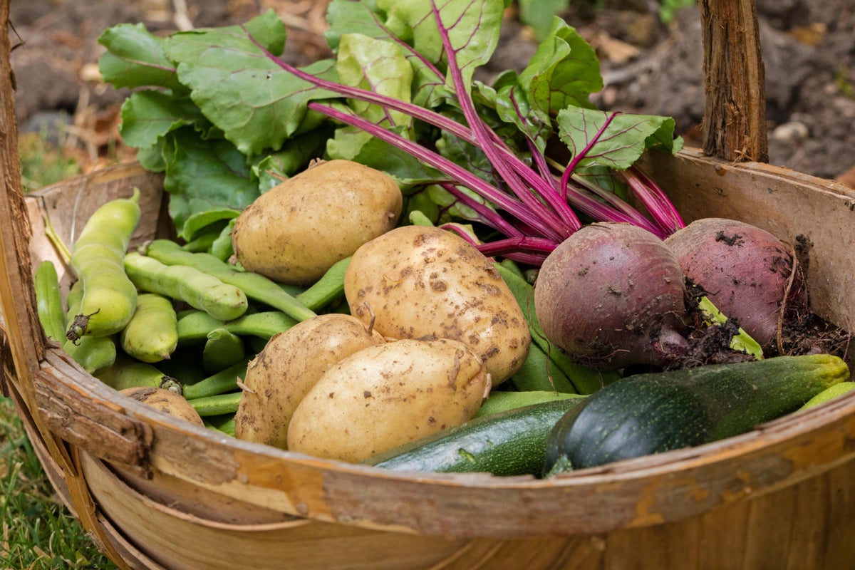 Plan ahead for grow-your-own veg all year round