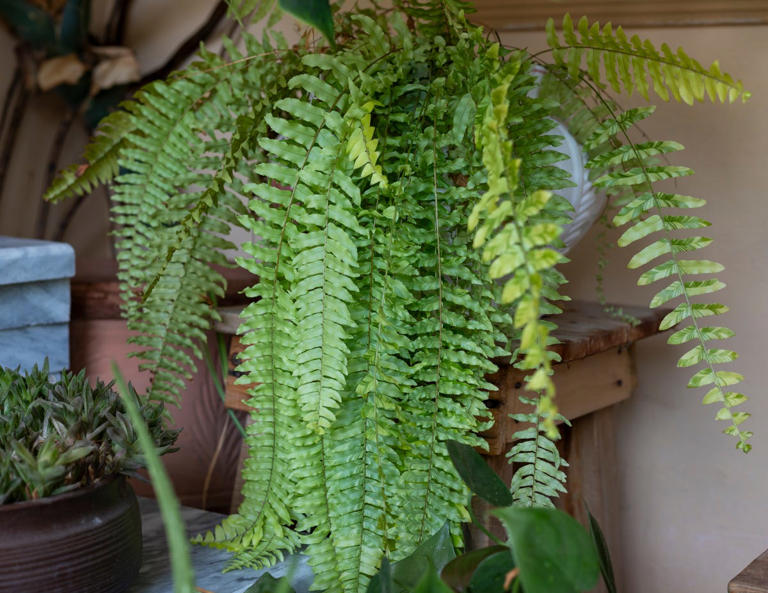 Bathroom condensation driving you mad? Experts recommend a Boston fern