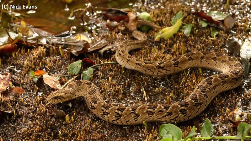 KZN snakebite alert: Expert warning as heat brings out venomous snakes