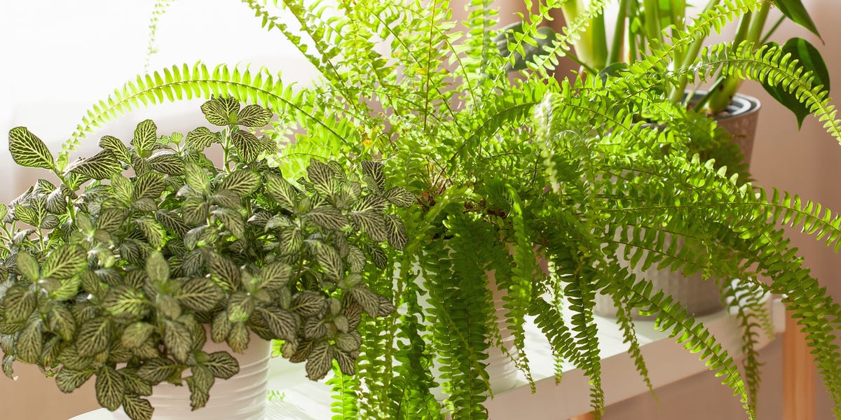 Bathroom condensation driving you mad? Experts recommend a Boston fern