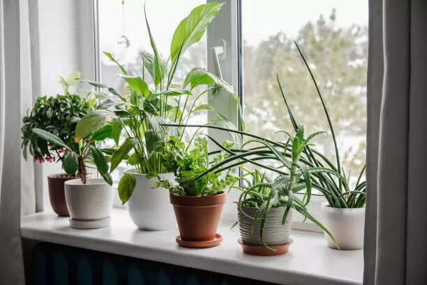 Best indoor plants to attract wealth according to feng shui