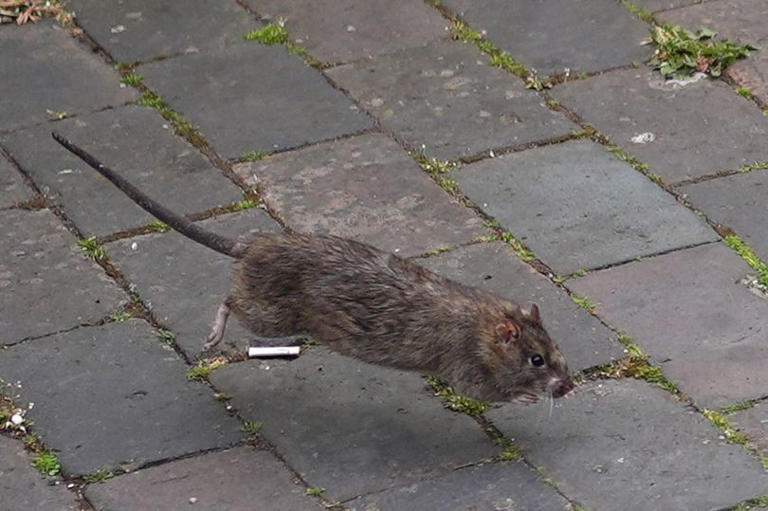 Birmingham Council confirms pest control cuts amid bins strike disruption