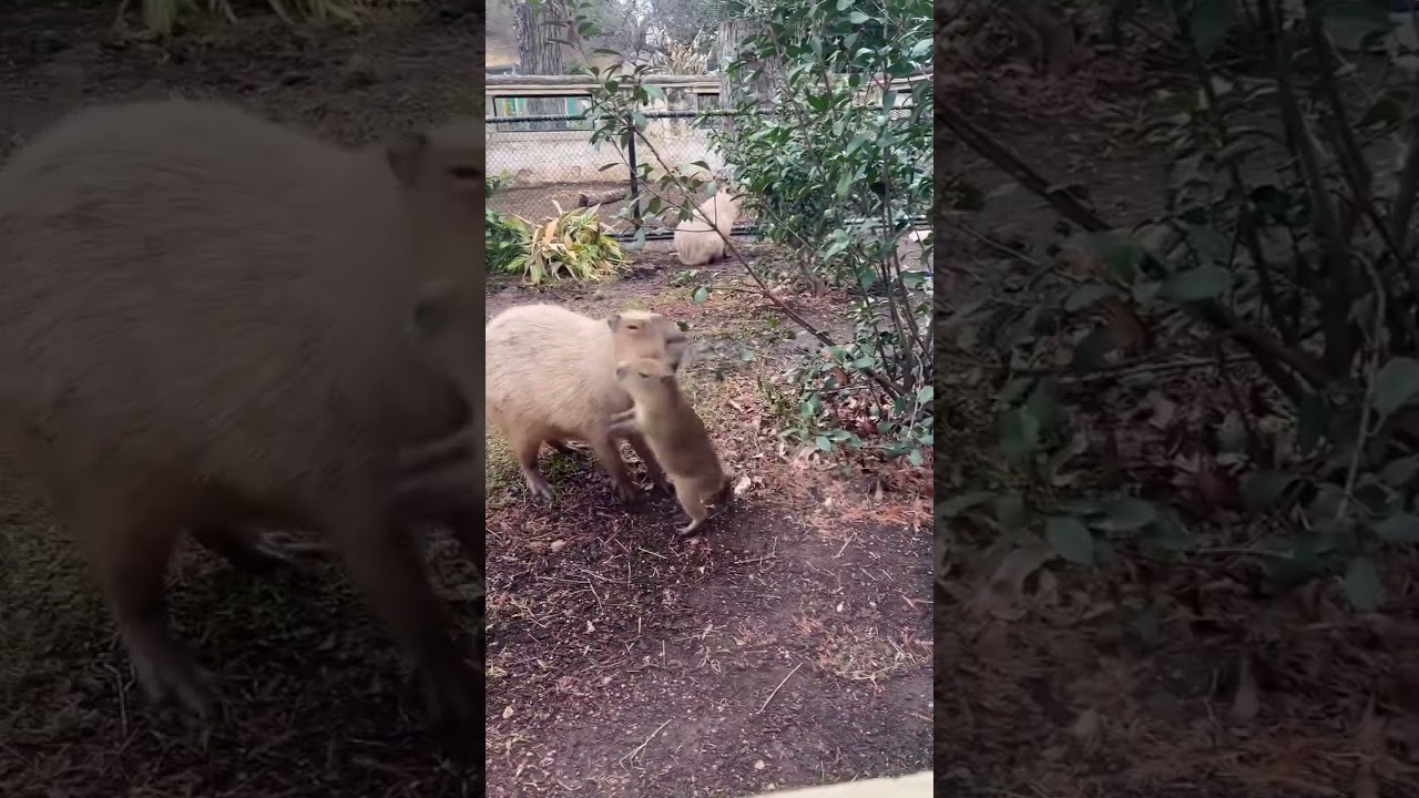 See a feisty baby capybara get playful with its patient mother
