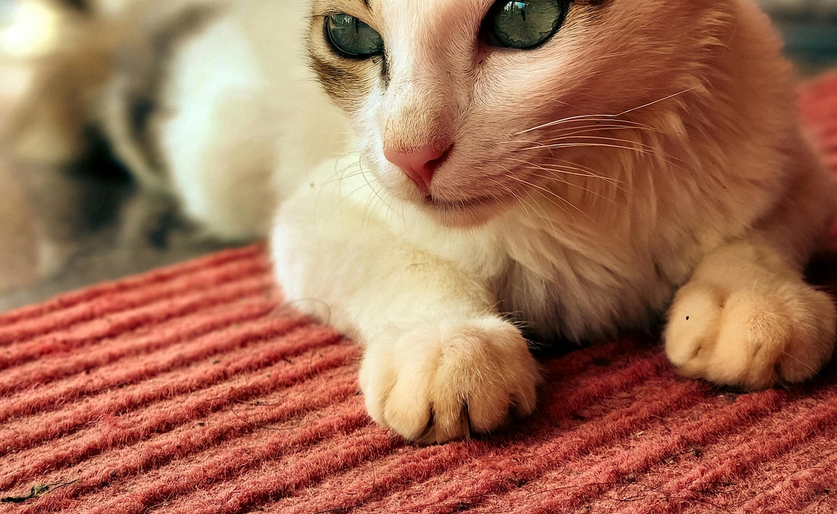 Scratched by a cat? Risks beyond rabies you should know