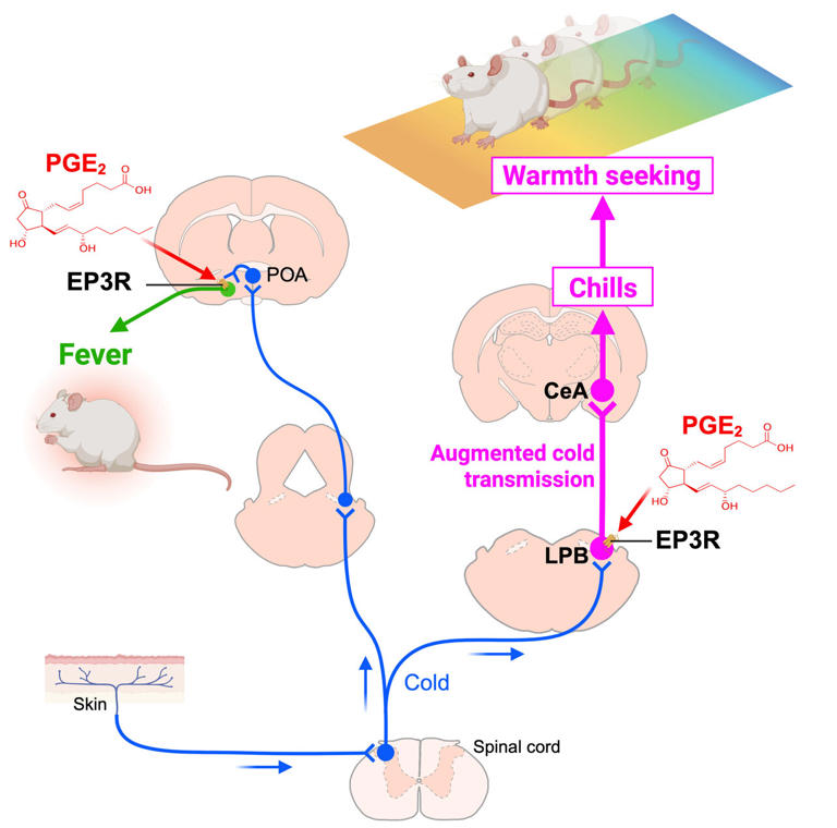 Fever chills explained: How brain signals push warmth-seeking to fight ...