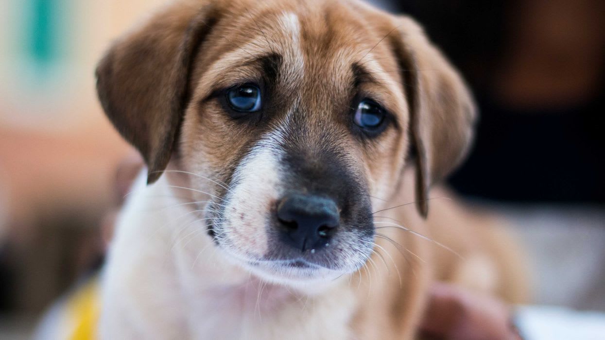 Americans are asking too much of their dogs