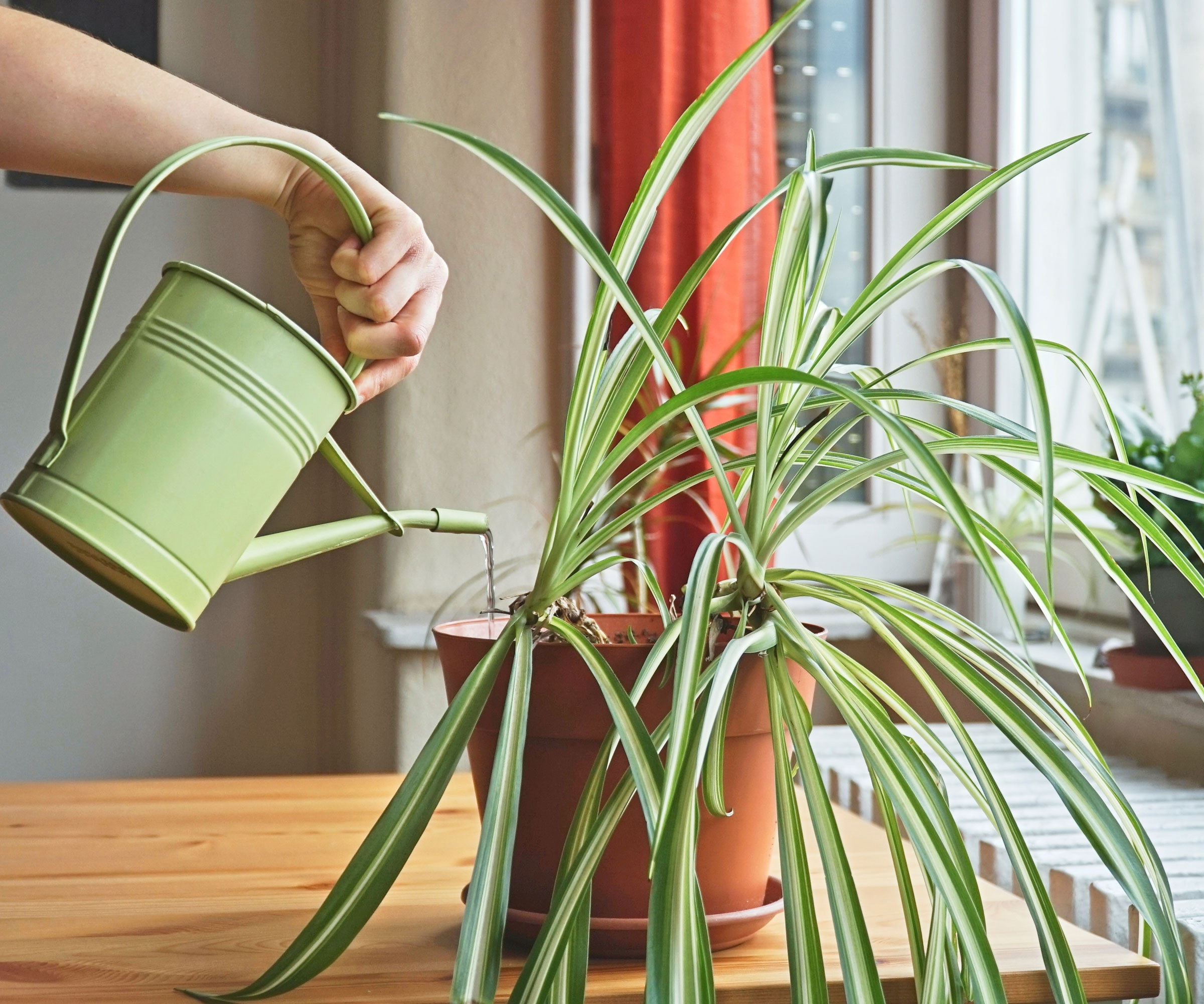 spider plant in container being watered