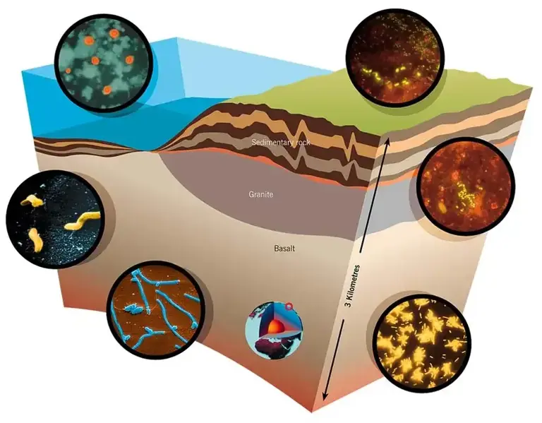 An Illustration Showing The Diverse Microbial Life Living Deep Within Earth's Crust