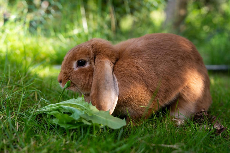 7 bunny breeds that act like dogs and cats, says a vet