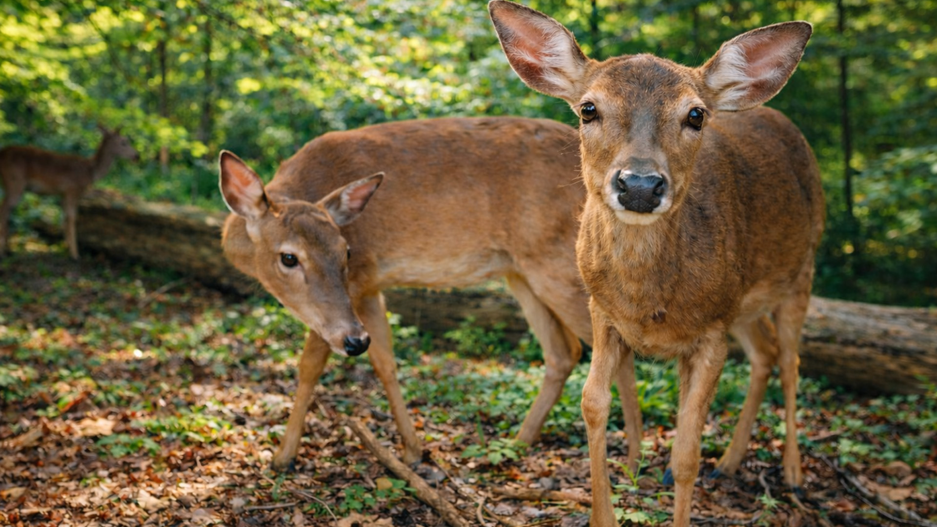 Des cerfs sont apparus là où la caméra attendait