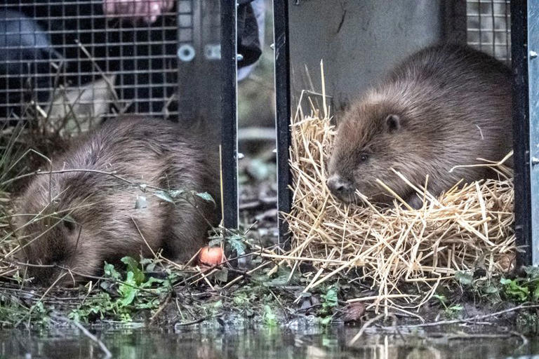 Wild beavers officially return for the first time in 400 years in ...