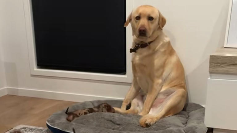 Confused yellow lab outnumbered by dachshund puppies will leave you in ...