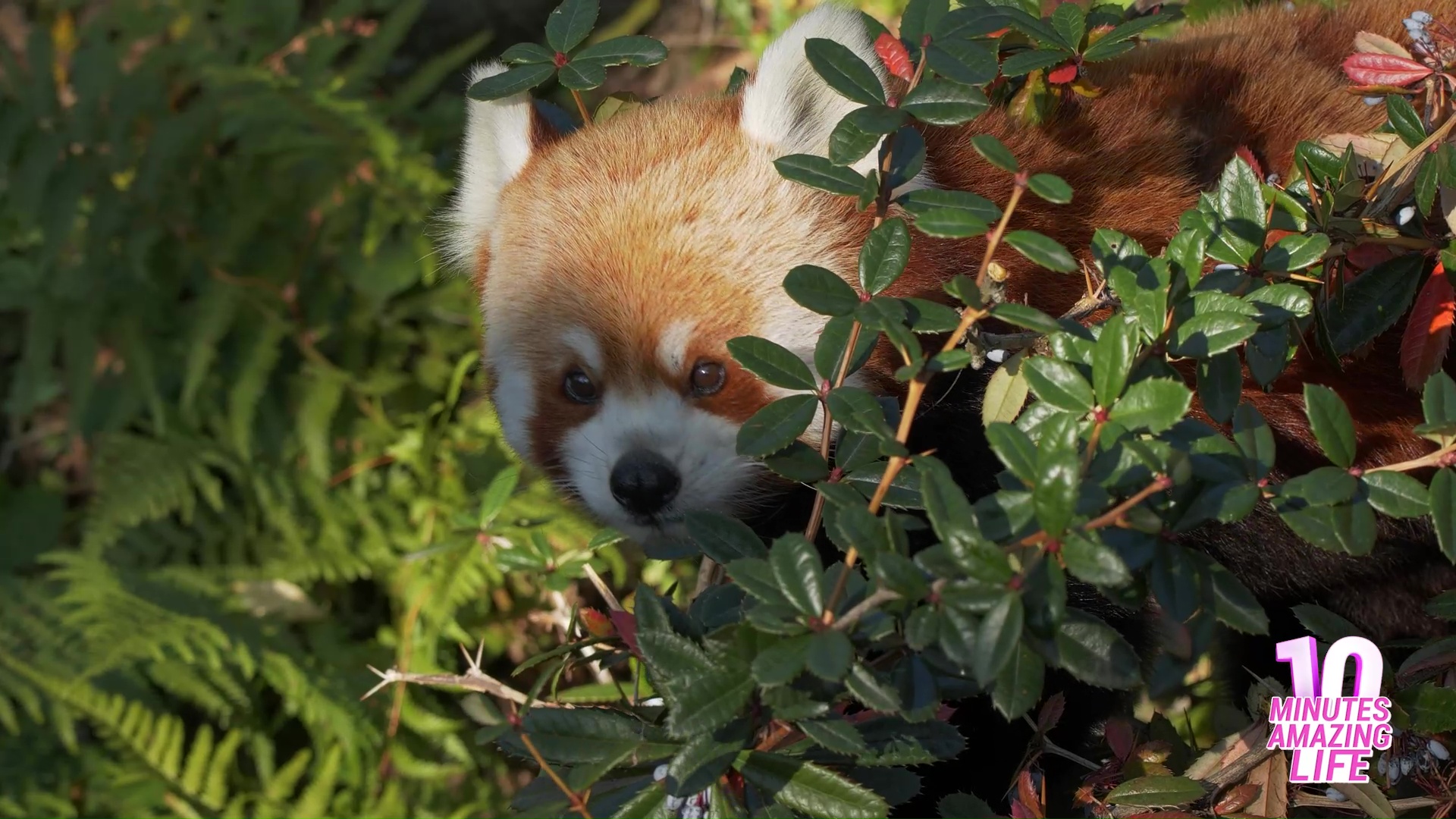 A red panda uses plants as natural camouflage
