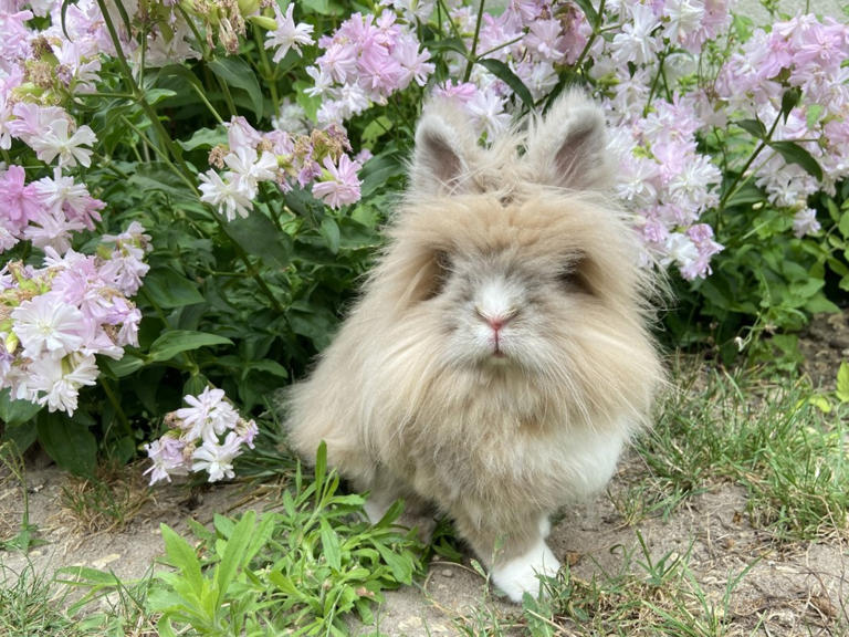 7 bunny breeds that act like dogs and cats, says a vet