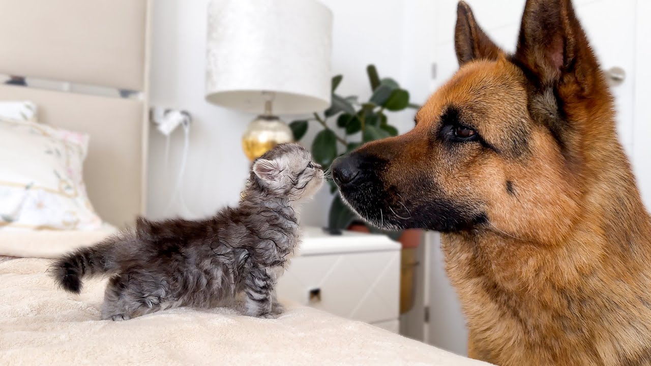 Tiny kitten VS giant dog staring contest