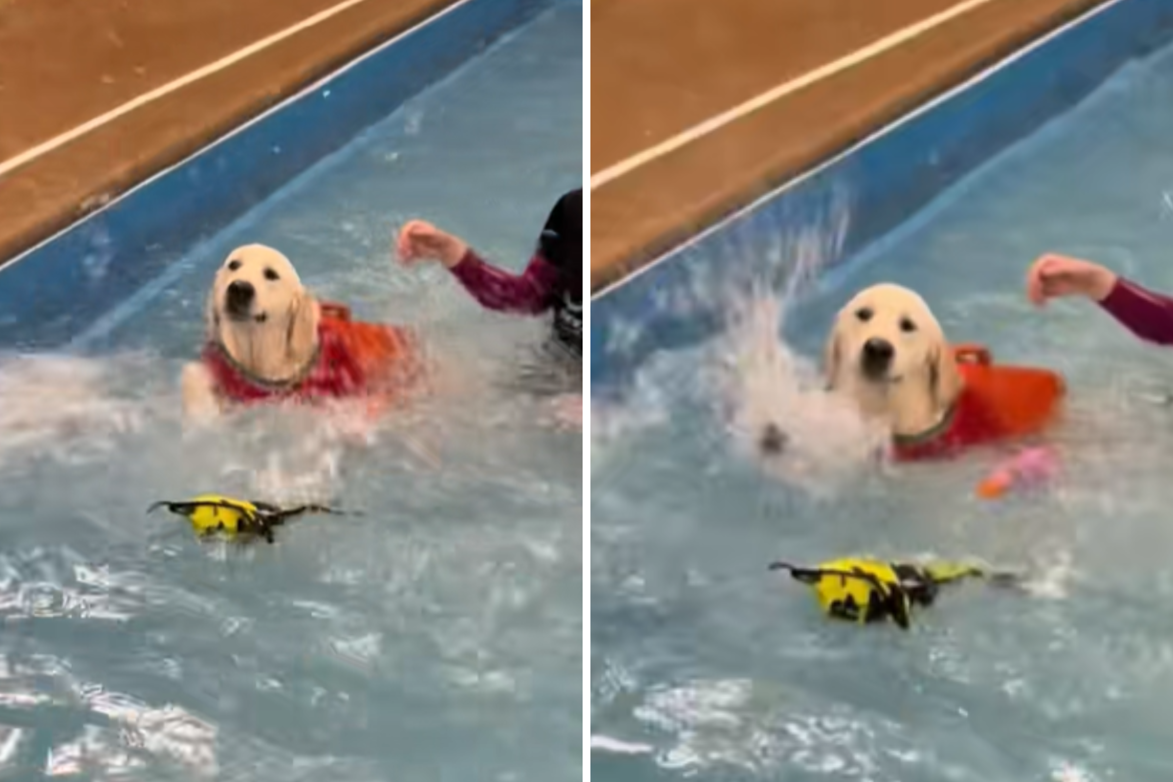 Golden retriever puppy has first swimming lesson, instructor left stunned<br><br>