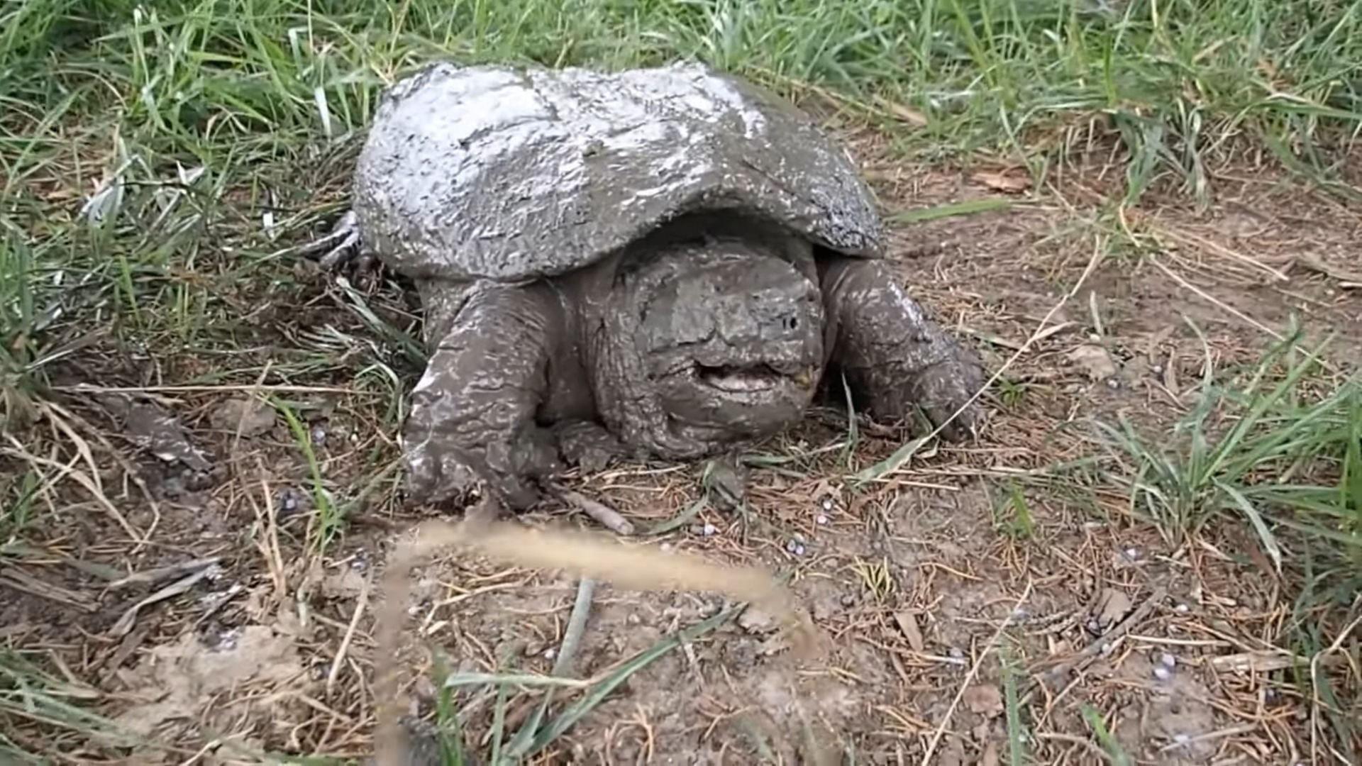 What happens when you get too close to a snapping turtle – 