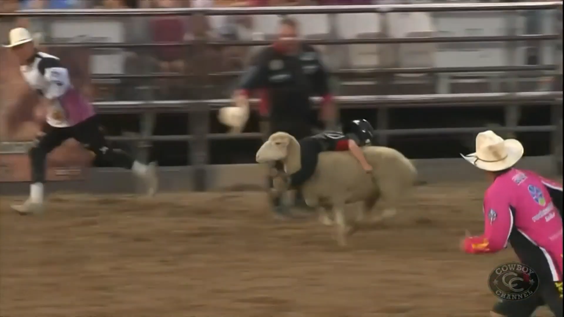 Kids vs sheep rodeo - How long can they hold on?