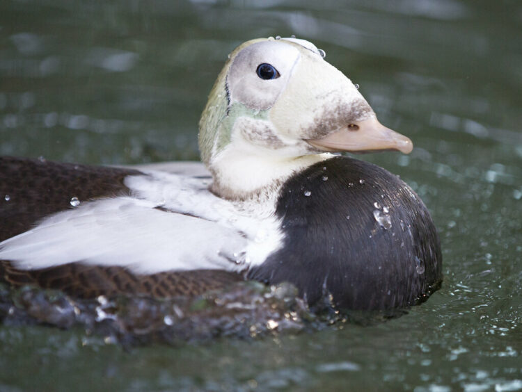 20 animals that can survive in extreme environments