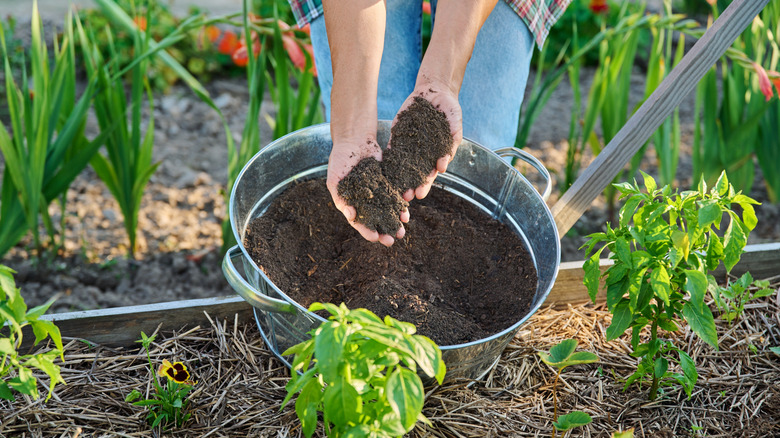 Transform leftover kitchen scraps into a DIY fertilizer for a thriving ...