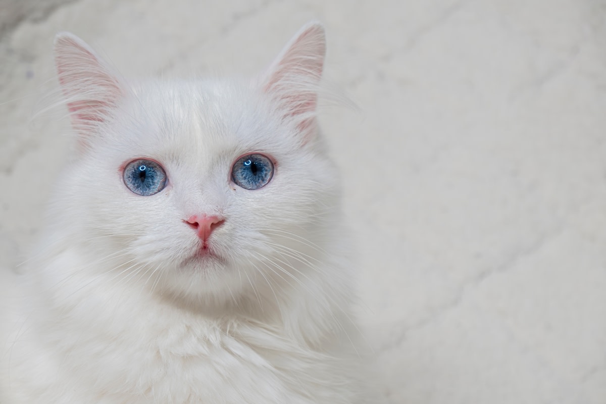 Deaf cat learning and understanding sign language will have you in your ...