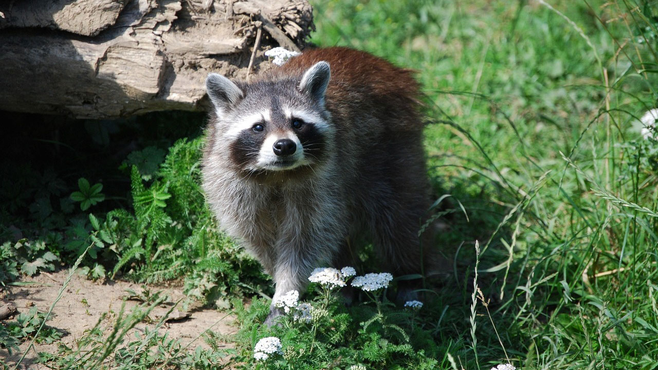 15 creatures that look harmless until they aren’t