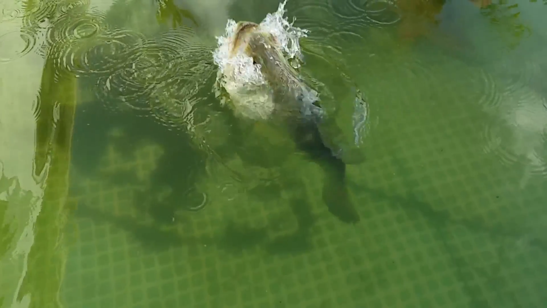 Our fish got bigger and the plan got riskier