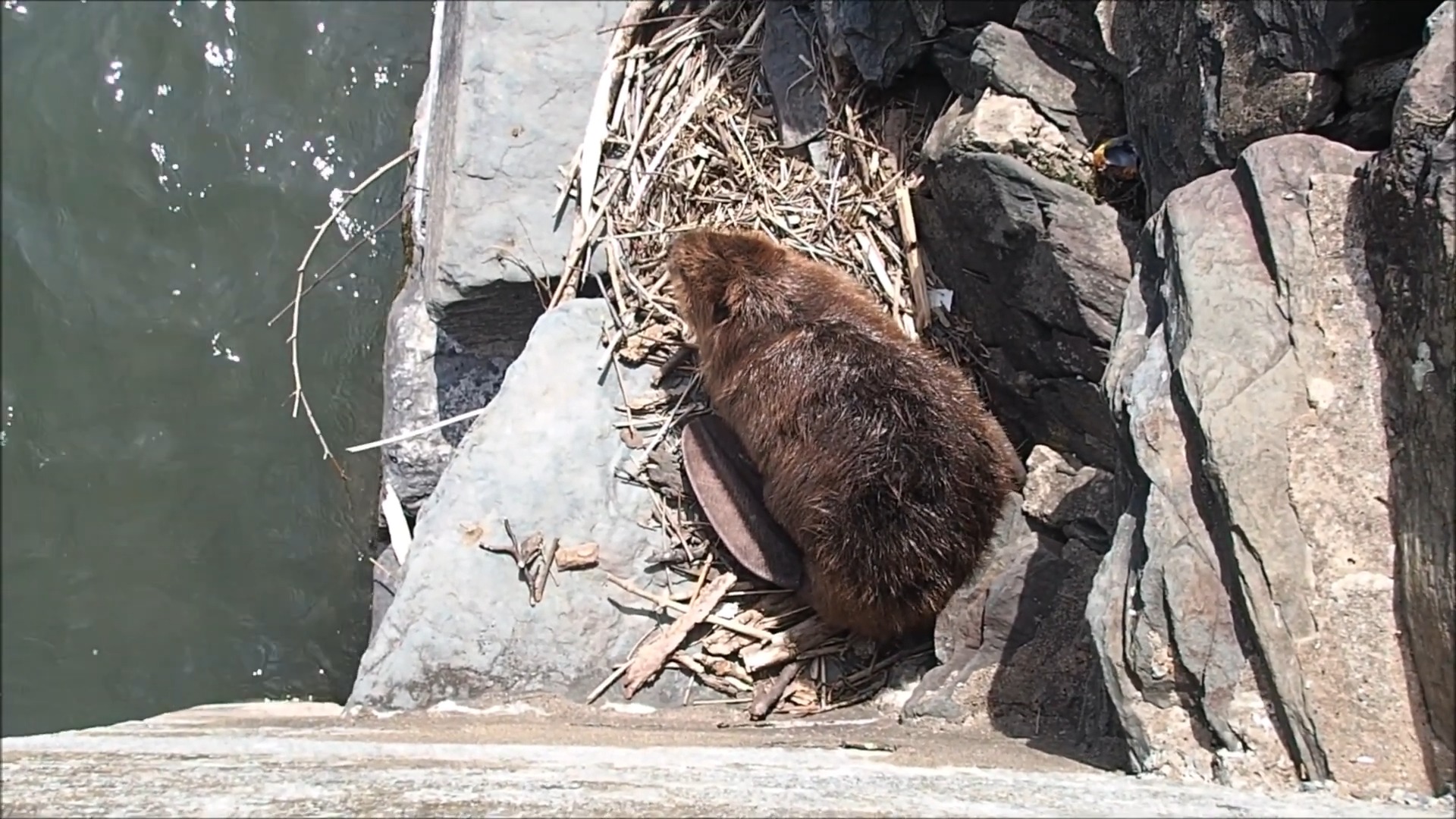 What locals called “beaver fever”… turned into a serious problem
