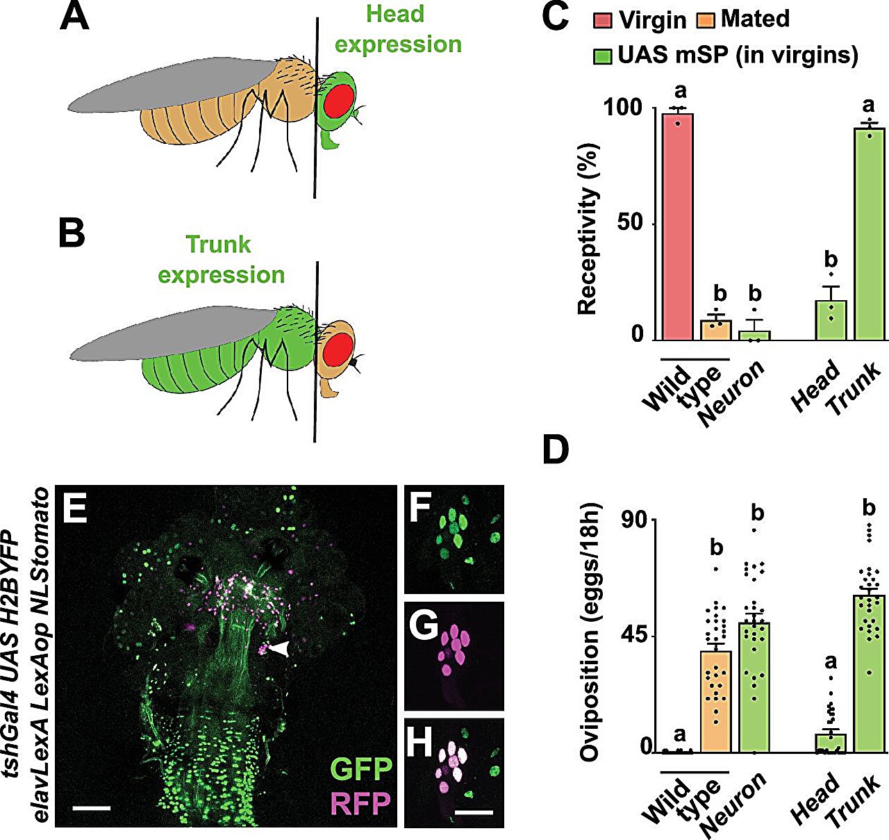 Fruit fly study reveals how mating triggers behavioral changes in females