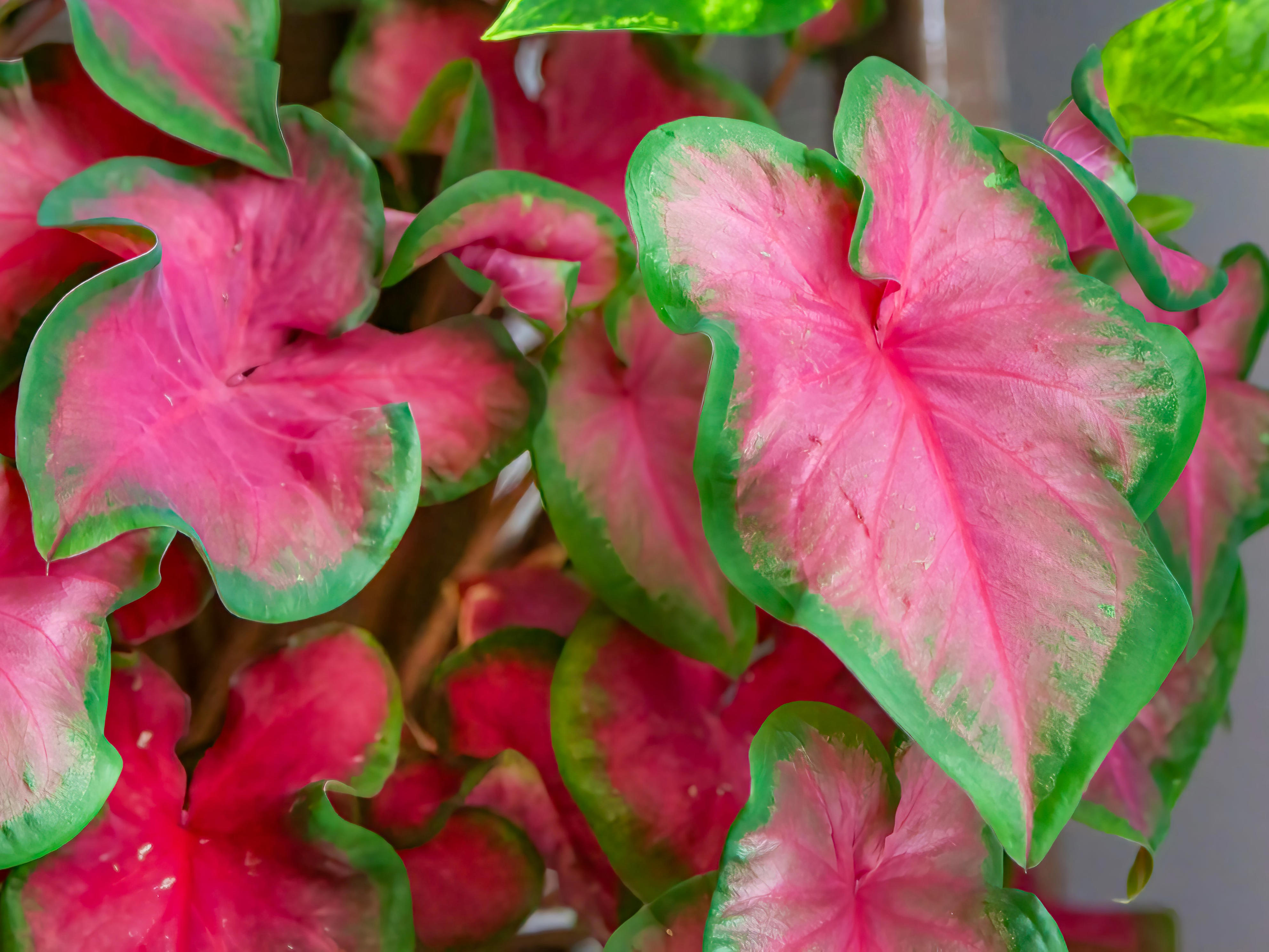 These 15 heart-shaped plants are basically nature’s love letters