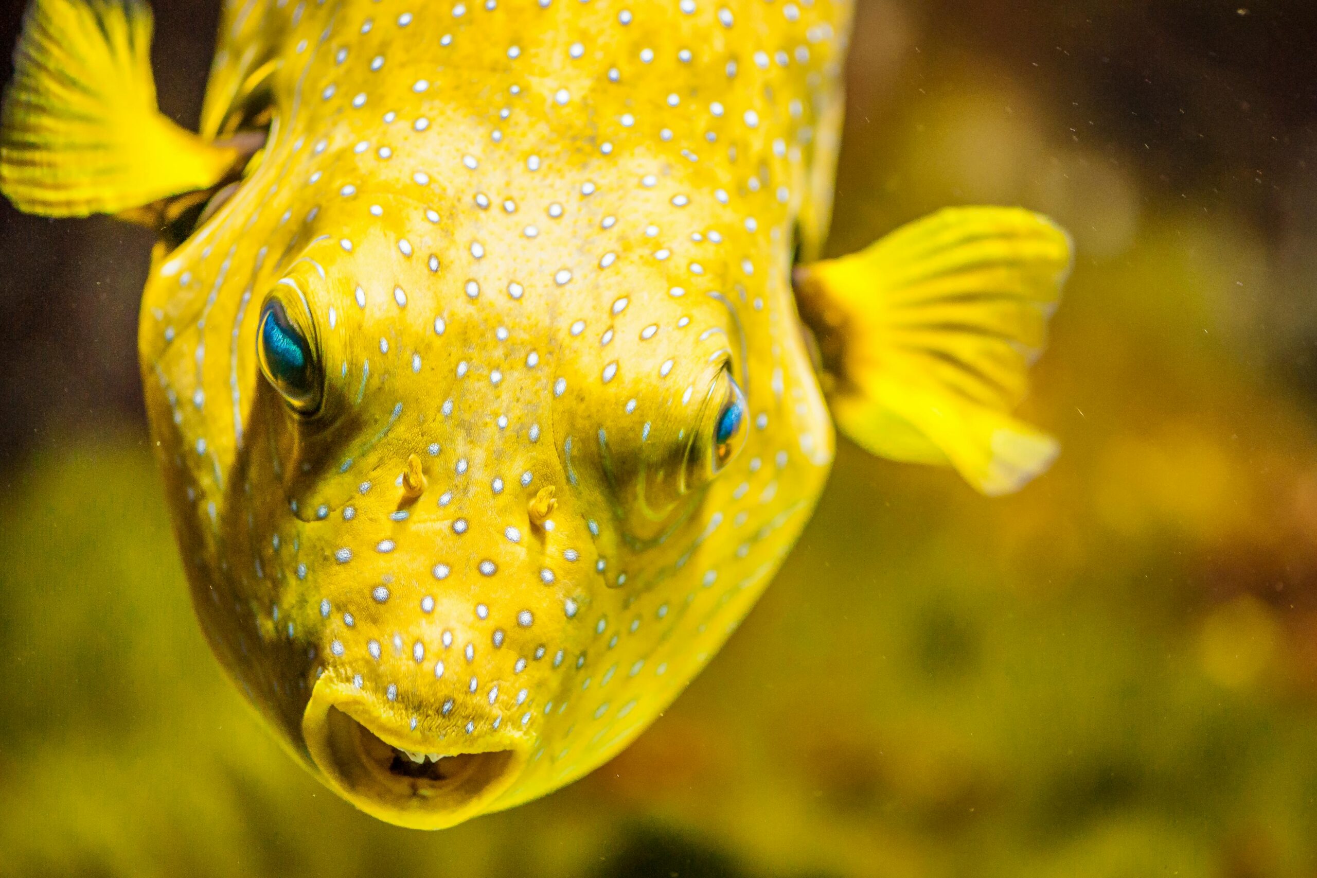 Fish are eating plastic