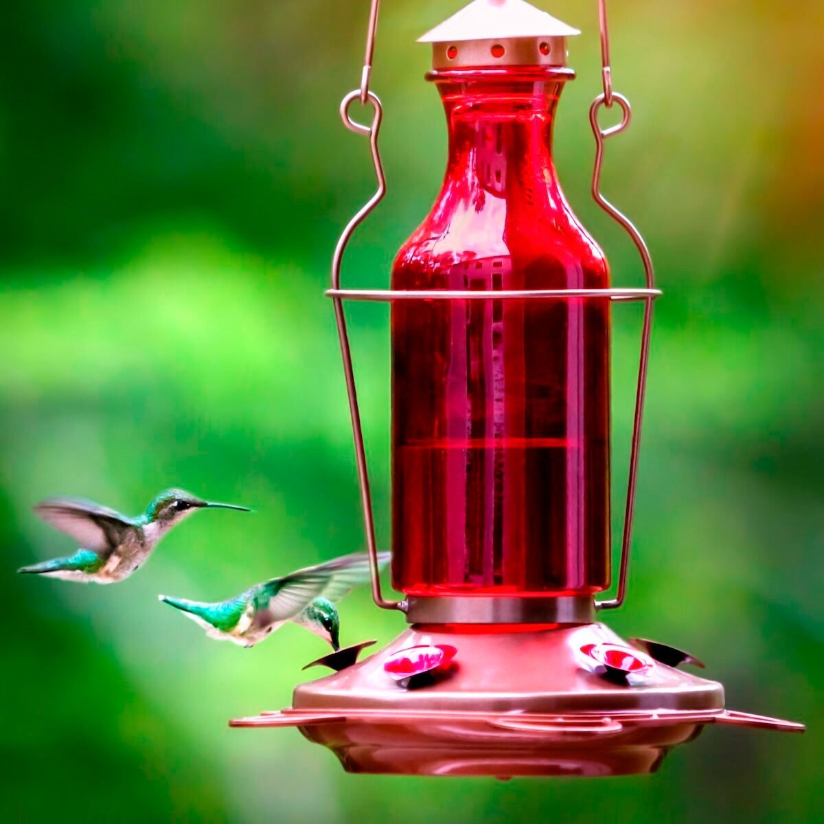 What (and how often) do hummingbirds eat?