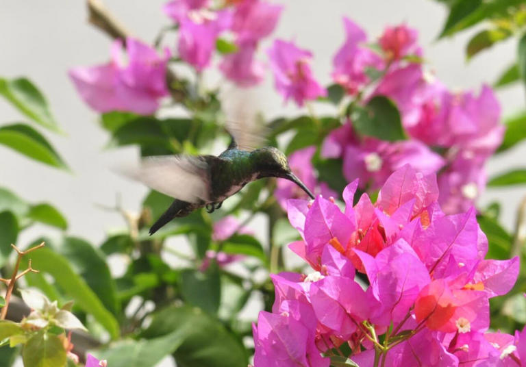 Lo que puede hacer para atraer colibríes a su jardín