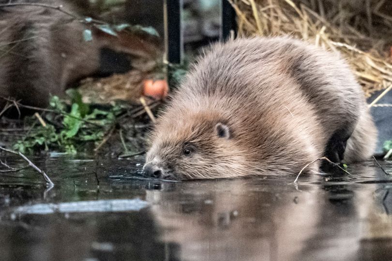 Wild beavers officially return for the first time in 400 years in ...