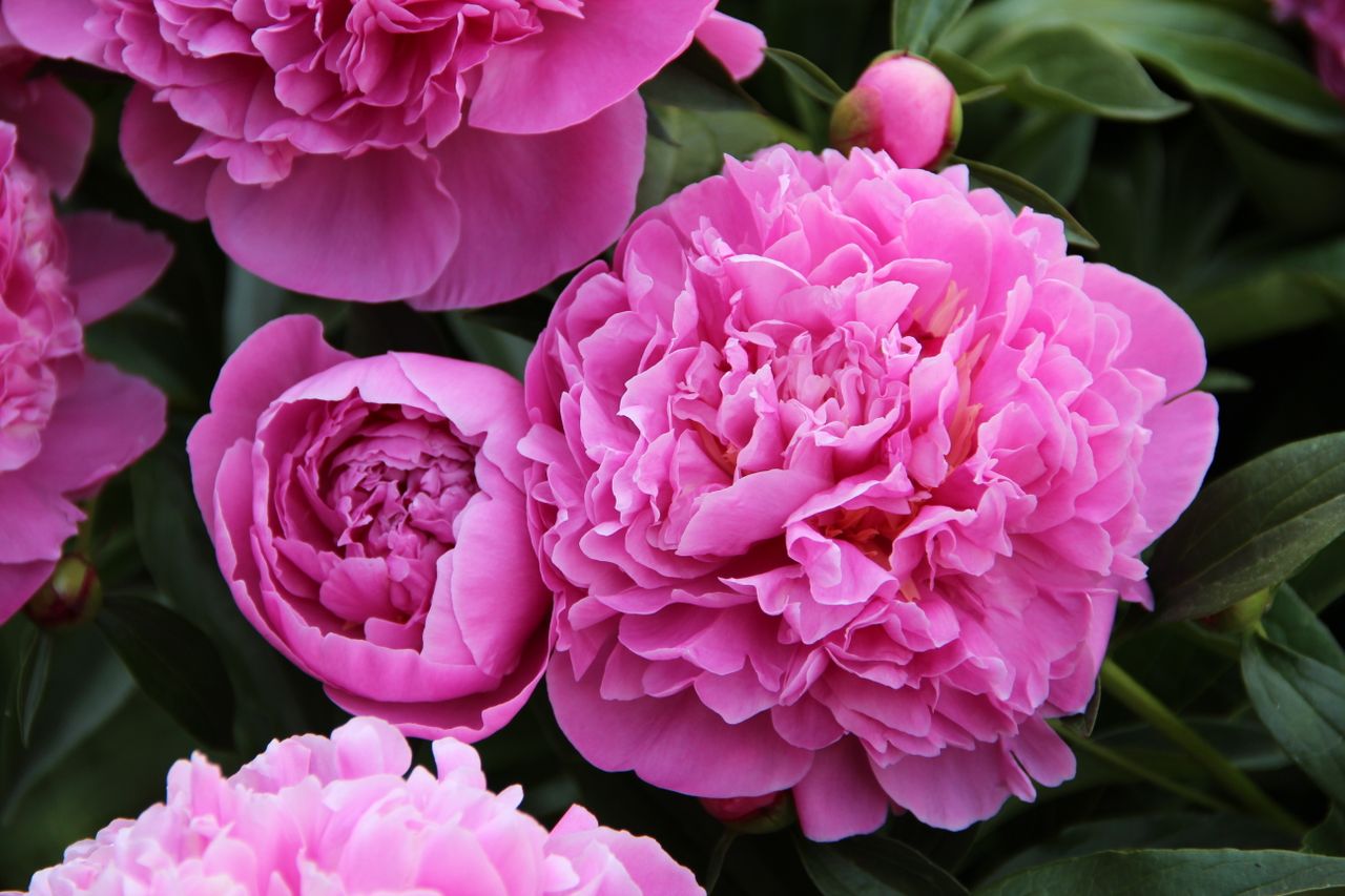 Pink peonies