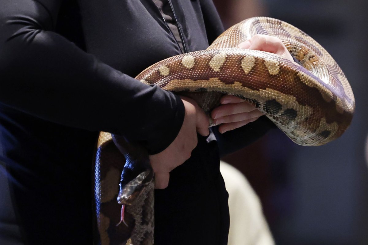 Missing pet snake found under neighbor