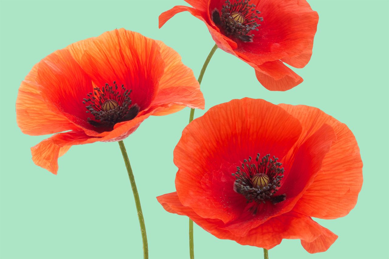 Red poppy flowers isolated on a green background