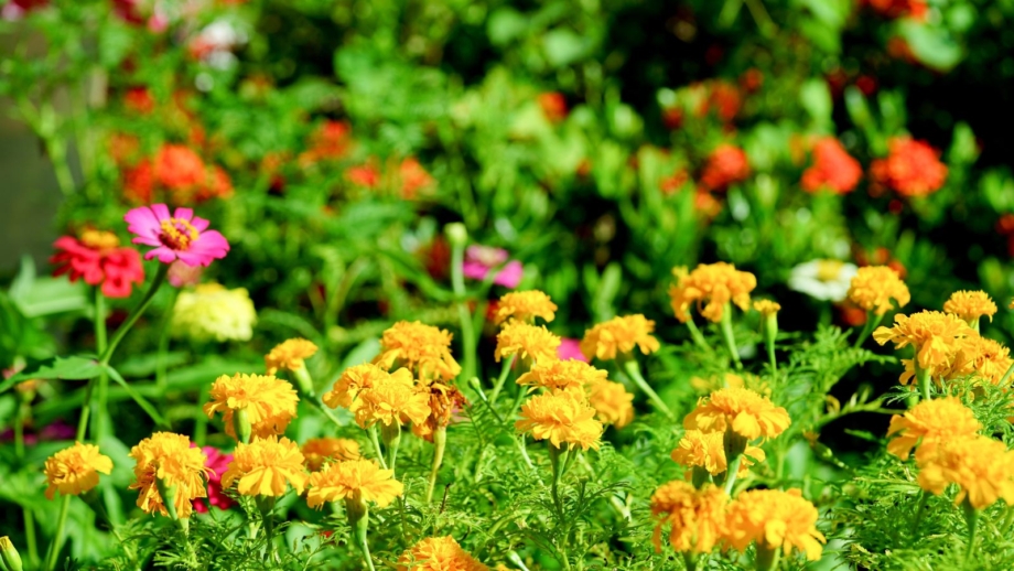 9 best flowers to start in February for early blooms