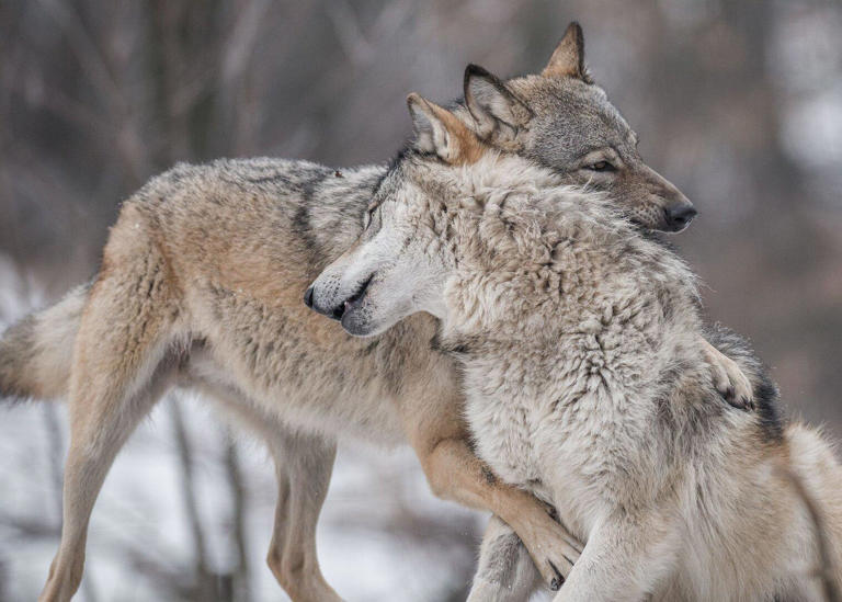 Faszination Wolf: Ein unvergessliches Abenteuer im Wolf Science Center