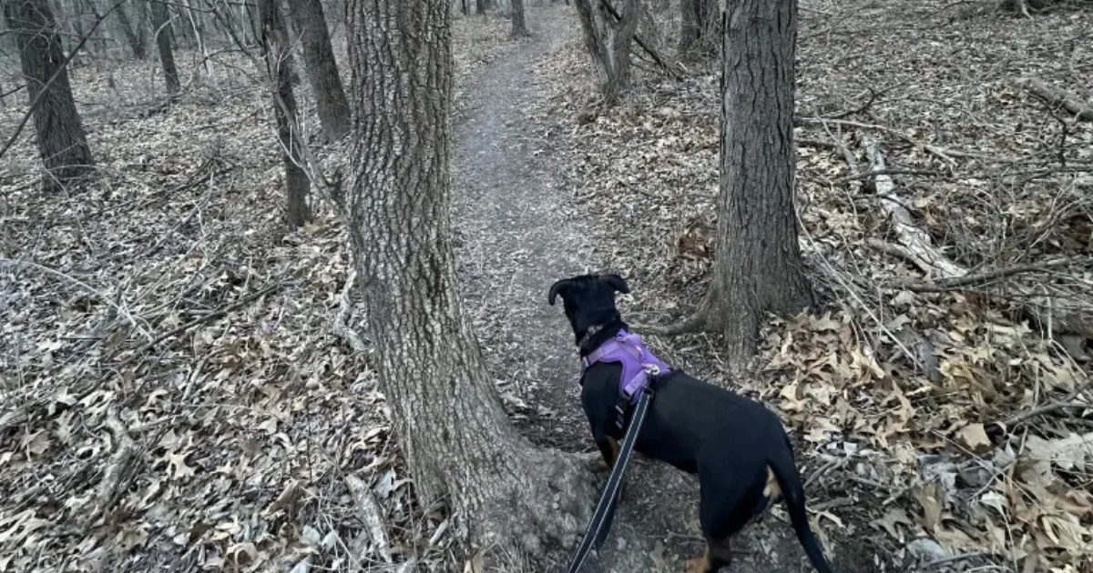 5 dog-friendly hikes in Iowa to plan for your next outdoor adventure